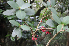 Medinilla malabarica